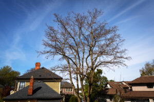 A dead tree over rooftops in a residential neighborhood