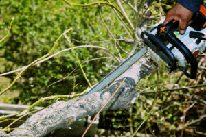 Close up of tree trimming with power tools